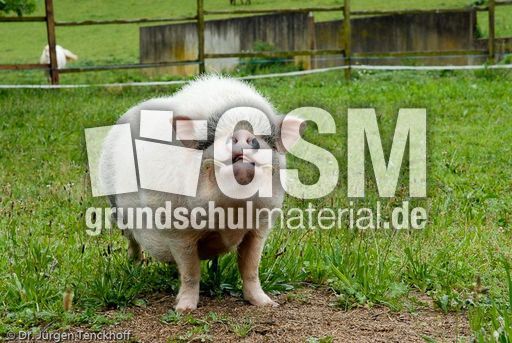 Hängebauchschwein (2 von 37).jpg